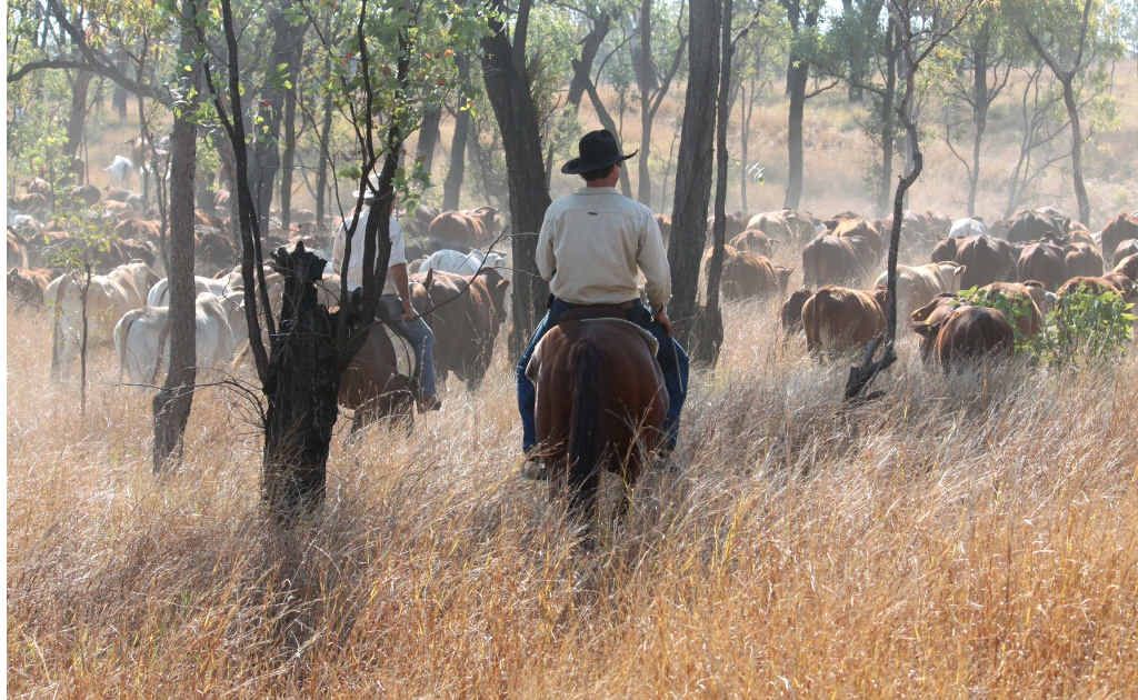 The drove started out from Bauhinia and is making its way through the Central Highlands to end in Emerald. The drove started out from Bauhinia and is making its way through the Central Highlands to end in Emerald.
